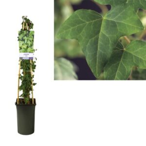 Hedera Helix - Ø17cm - ↕75cm