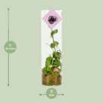 Dischidia - Ø11 ↕38 – Bild 2