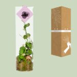 Dischidia - Ø11 ↕38 – Bild 3