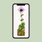 Dischidia - Ø11 ↕38 – Bild 4