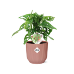 Monstera ‘Monkey Leaf’ in ELHO Vibes Fold 14cm rosa