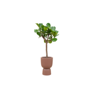 Kombi-Angebot - Ficus Lyrata Baum inklusive elho Pure Coupe braun Ø41 - 210 cm