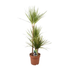 Dracaena Marginata Sunray - Ø21cm - ↕120cm