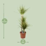 Dracaena Marginata Sunray - Ø21cm - ↕120cm – Bild 2