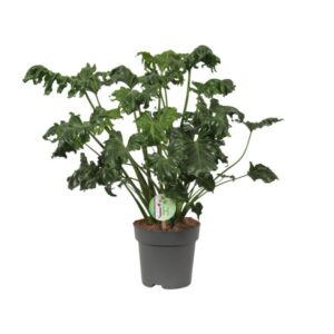 Philodendron Atlantis - Ø17cm - ↕50cm