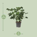 Philodendron Atlantis - Ø17cm - ↕50cm – Bild 2