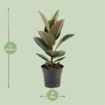 Ficus Elastica Robusta - Ø17cm - ↕55cm – Bild 2