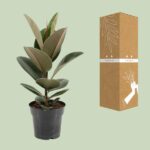 Ficus Elastica Robusta - Ø17cm - ↕55cm – Bild 3