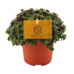 Callisia Turtle - Ø10 -5 ↕15