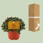 Callisia Turtle - Ø10 -5 ↕15 – Bild 3