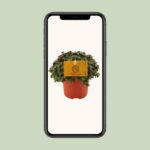 Callisia Turtle - Ø10 -5 ↕15 – Bild 4