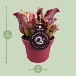 Sarracenia - Ø12cm - ↕20cm – Bild 2