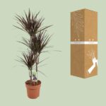 Dracaena Magenta - Ø21cm - ↕120cm – Bild 3