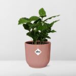 Coffea Arabica in ELHO Vibes Fold 14cm rosa – Bild 6