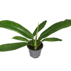 Philodendron Campiii P14 - Ø14cm - ↕40cm
