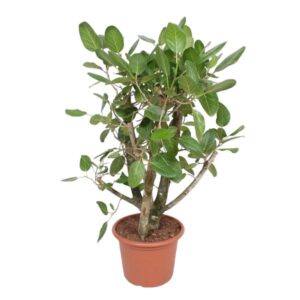 Ficus Benghalensis verzweigt - 140 cm - ø40