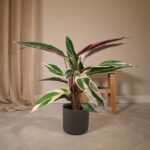 Calathea Triostar - Pfauenpflanze - 70cm - Ø19 – Bild 2