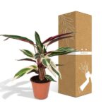 Calathea Triostar - Pfauenpflanze - 70cm - Ø19 – Bild 5